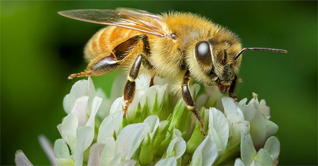 Use bee venom to treat atopic dermatitis