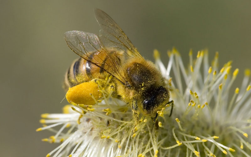 Use bees to chase elephants