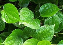 Use betel leaves to cure female diseases