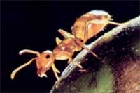 Use biological measures against insects
