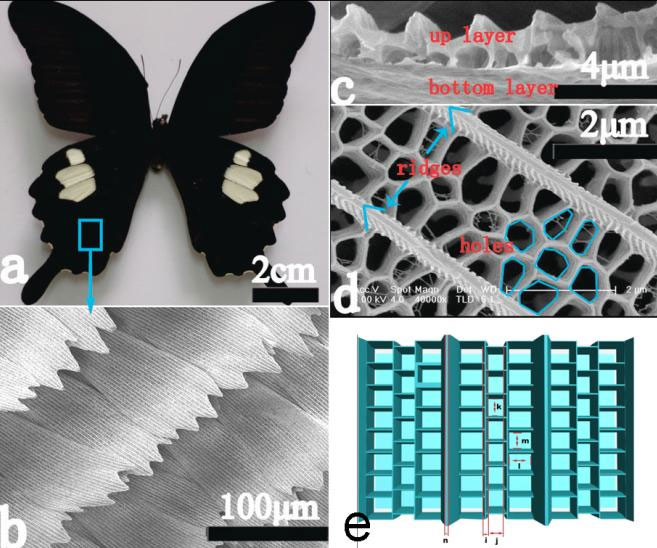 Use butterfly wings to create green fuel
