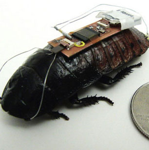 Use cockroaches