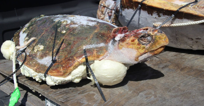 Use dead turtles to save live turtles