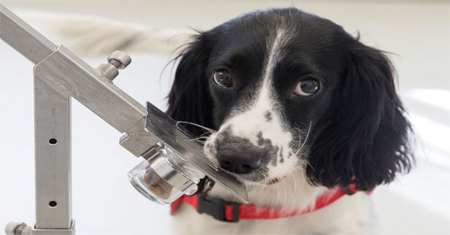 Use dogs to detect ... malaria in the future