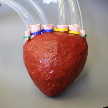 Use 'elastic foam' to print artificial 3D hearts and more