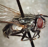 Use flies to turn waste into food for pets