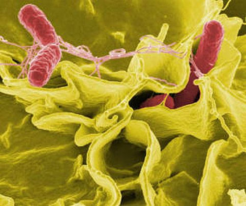 Use harmless bacteria to treat harmful bacteria