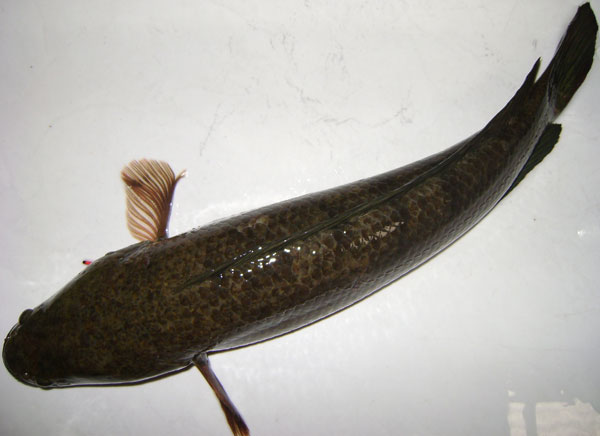 Use industrial feed for commercial snakehead fish