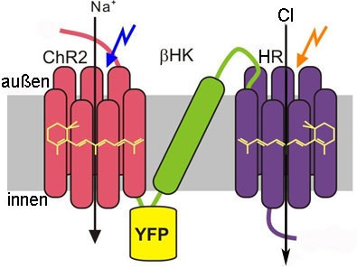 Use light switches to control the cell