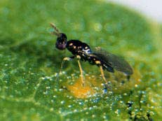 Use light to kill harmful insects