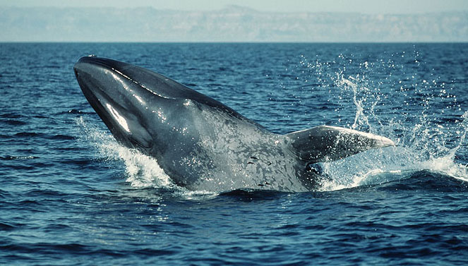 Use military technology to track green whales