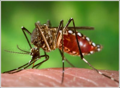 Use mosquitoes to kill mosquitoes