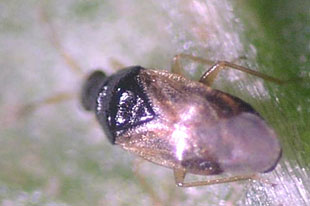 Use 'natural enemies' to replace pesticides
