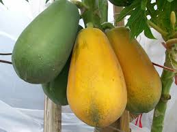 Use ozone to preserve the fruit