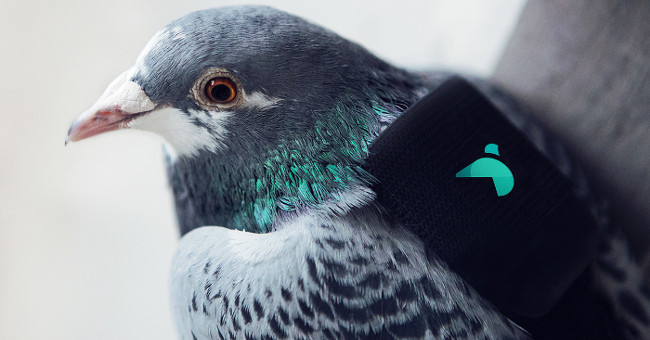 Use pigeons to measure air pollution levels