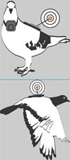 Use pigeons to track pollution