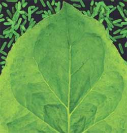 Use plants to create a plague vaccine