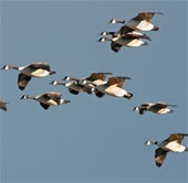 Use prairie grass to protect aircraft