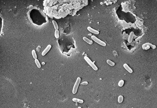 Use Pseudomonas bacteria as fertilizer