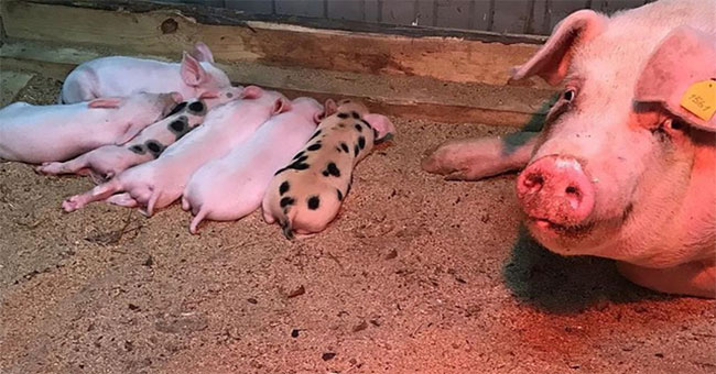 Use robots to cure infertility in pigs