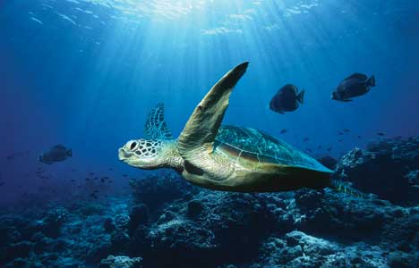 Use robots to explore the oceans