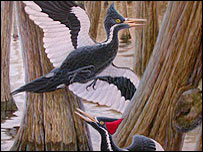 Use robots to find birds