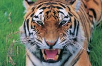 Use robots to maintain wild habits for lions