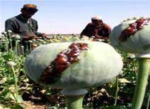 Use satellites to detect opium
