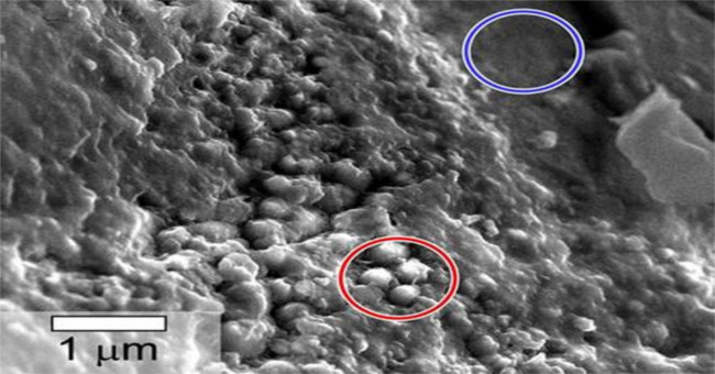Use 'scanning electron microscope' to search for biological samples on Mars