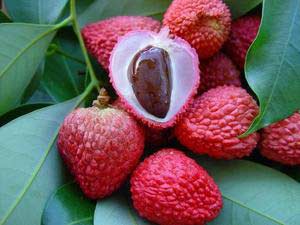 Use solar energy to dry fruits