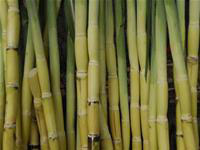Use sugar cane to make waterproof packaging