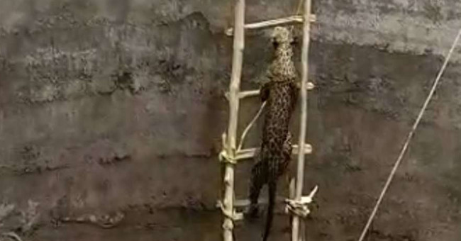 Use the bamboo ladder to rescue the newspaper under the 6 meter deep well