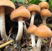 Use the magic mushroom method to limit tobacco