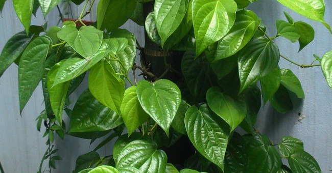 Use this leaf to rinse your mouth, ignoring the chemicals that are being heavily advertised