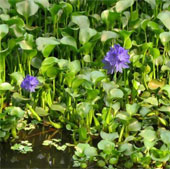 Use water hyacinth to make organic fertilizer