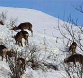 Use wolf urine to ... avoid traffic accidents