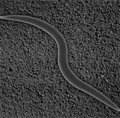 Use worms to decode the