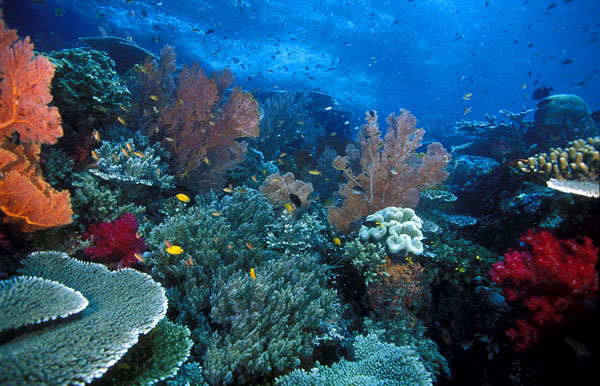 US-Indonesia protects coral triangle biodiversity