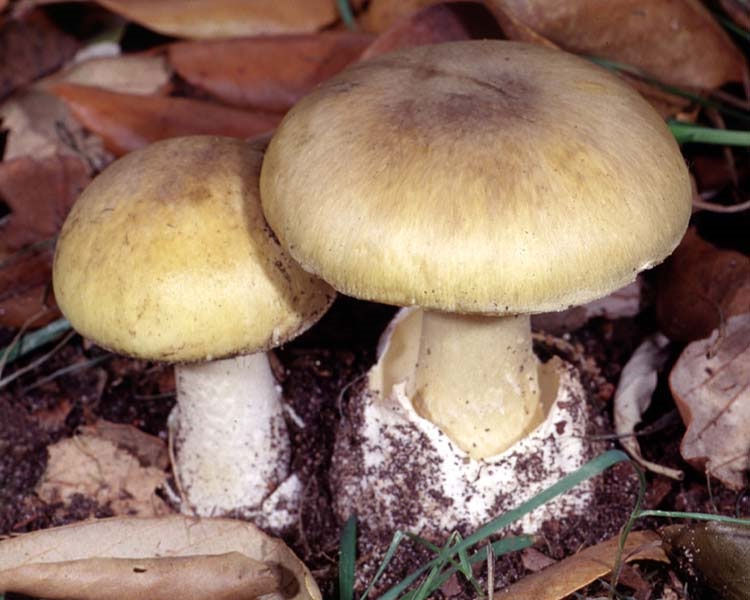 Using a toxic substance in fungi to treat cancer