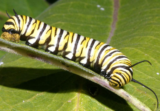 Using bees to kill caterpillars