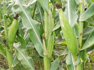 Using corn residues ... corn fuel!