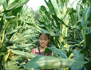 Using corn to monitor CO2 from decomposition gas