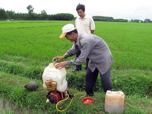Using green fungi to effectively control rice pests and diseases