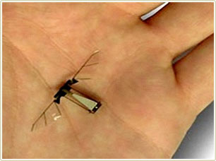 Using insects as spies