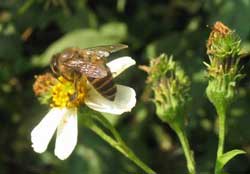 Using medicine when being bitten by animals, insects burn
