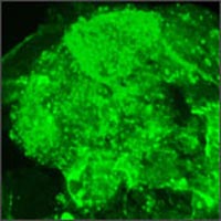 Using molecules as a sign of biological identification on stem cells: supporting treatment methods.
