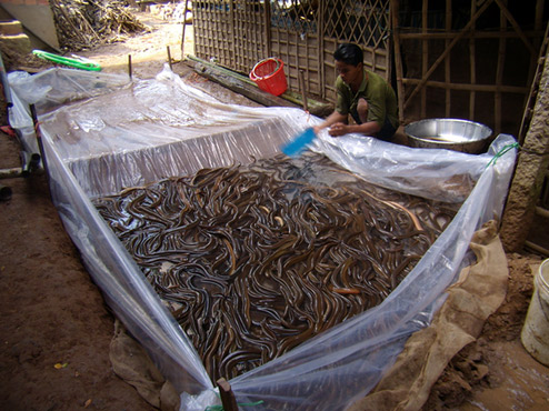 Using nylon tanks to improve the productivity of terrestrial eel farming