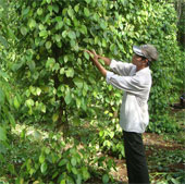 Using probiotics in pepper cultivation