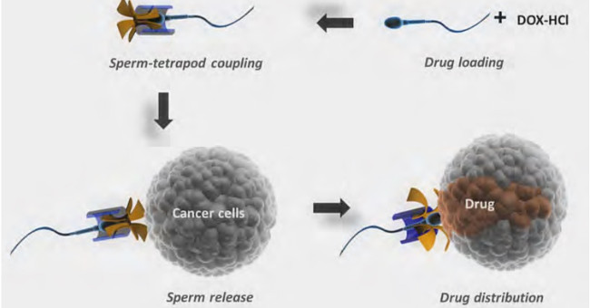 Using sperm to transfer cancer treatment drugs