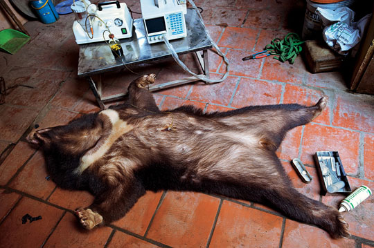 Using unsanitary bear bile will cause cancer